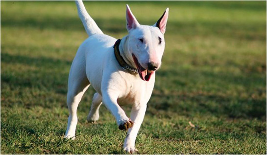 Bull Terrier Cinsi Köpekler Bull Terrier Cinsi Köpekler