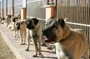 Kangal Köpekleri Türleri ve Özellikleri
