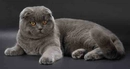 Scottish Fold Türleri ve Özellikleri