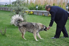 Kars Çoban Köpeği Türleri ve Özellikleri