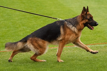 Alman Çoban Köpeği Türleri ve Özellikleri