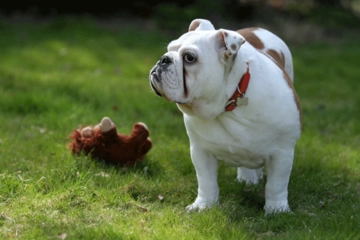 Köpek Irkları Hangileridir?