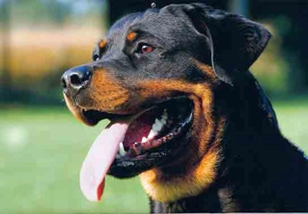 Rottweiler Türleri ve Özellikleri