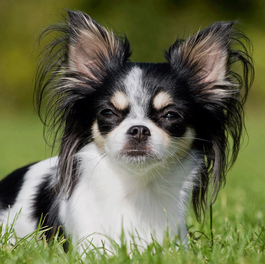 Chihuahua Köpek